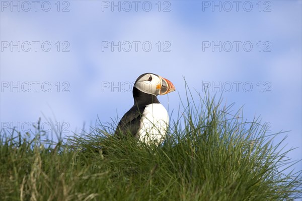 Puffin (Fratercula arctica)