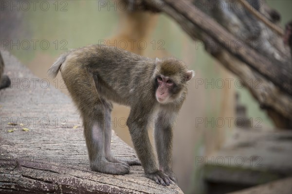 Rhesus macaque (Macaca mulatta)