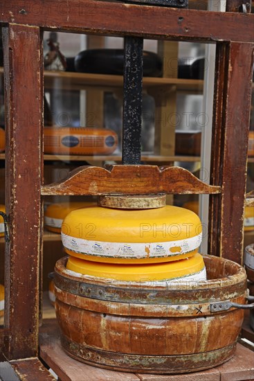 Cheese wheel in a cheese press