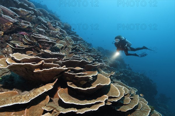 Diver with lamp floating above steep drop with Pore Corals growing in the shape of terraces (Montipora tuberculosa)