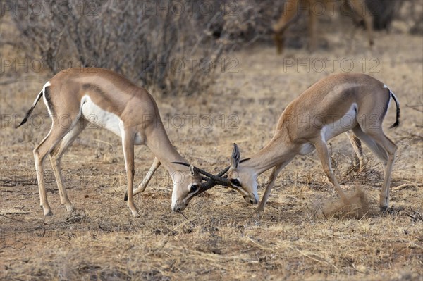 Grant's Gazelles (Nanger granti)