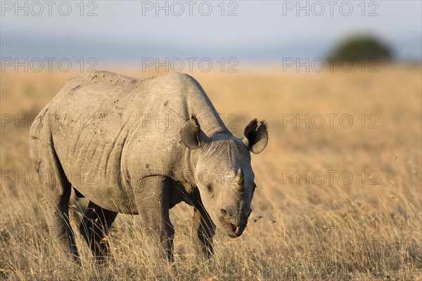 Black Rhinoceros (Diceros bicornis)