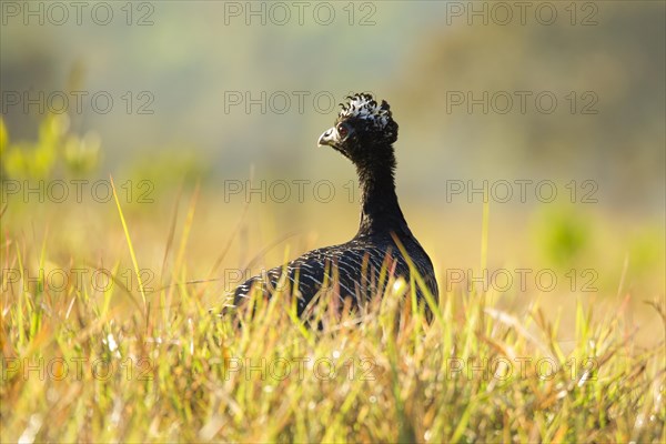 Bare-faced Curassow (Crax fasciolata)