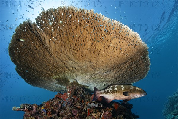 Multispotted Grouper or Gabriella's Grouper (Epinephelus gabriellae)