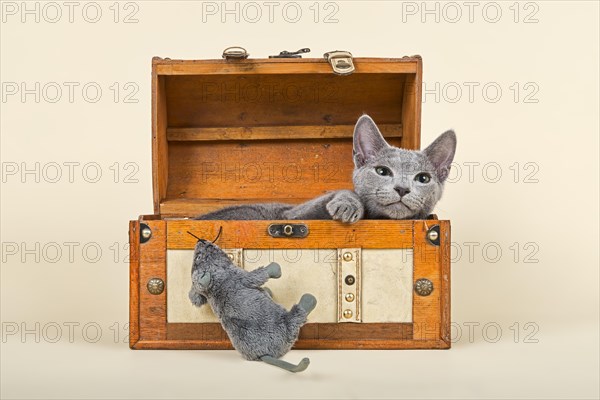 Russian Blue kitten