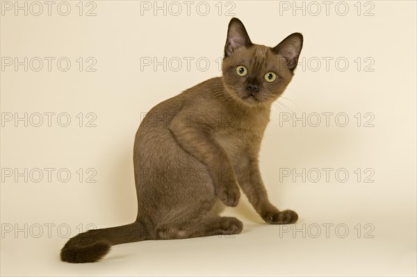 Tonkinese cat