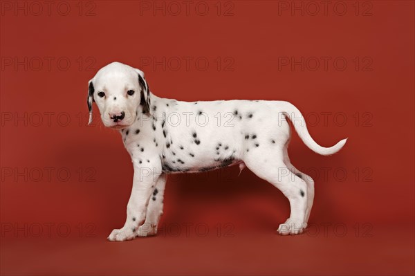 Dalmatian