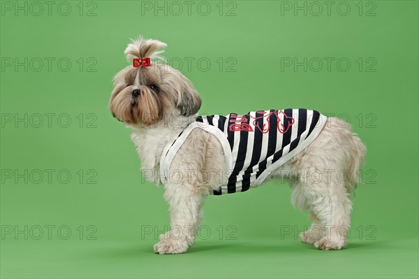 Shih Tzu dog