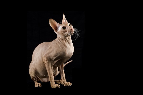 Peterbald cat