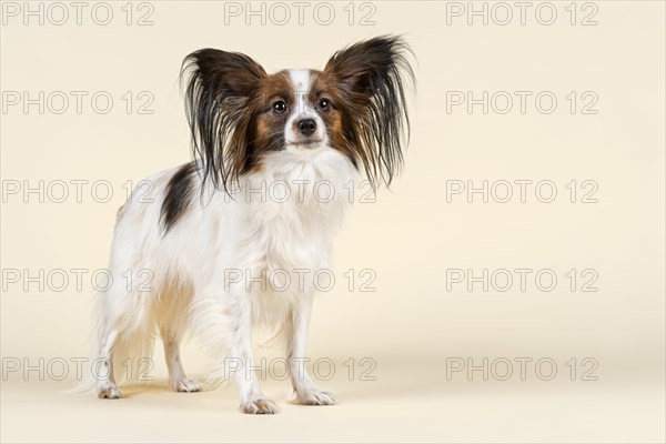 Papillon dog