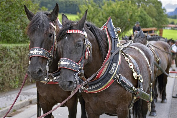 Ten-horse carriage with Noric horses from Abtenau in Salzburger Land