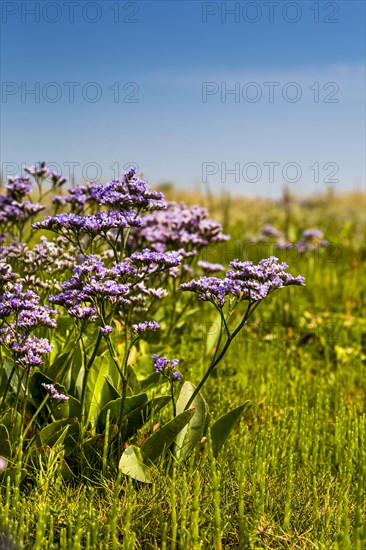 Common Sea Lavender (Limonium vulgare)