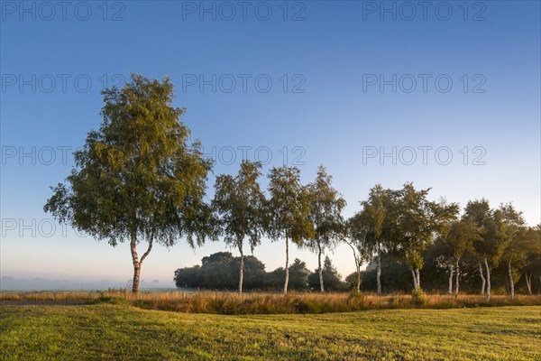 Birch tree avenue in the morning light