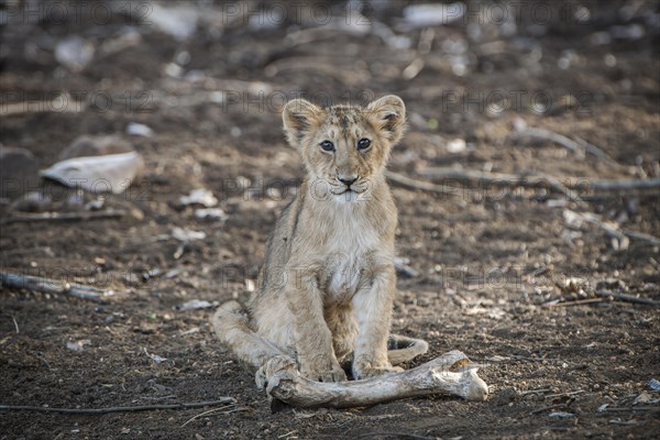 Asiatic lion (Panthera leo persica) cub with an animal bone