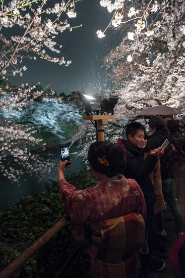 Tourists and Japanese under blossoming cherry foams at night