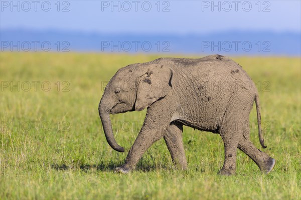 Young African elephant (Loxodonta africana)