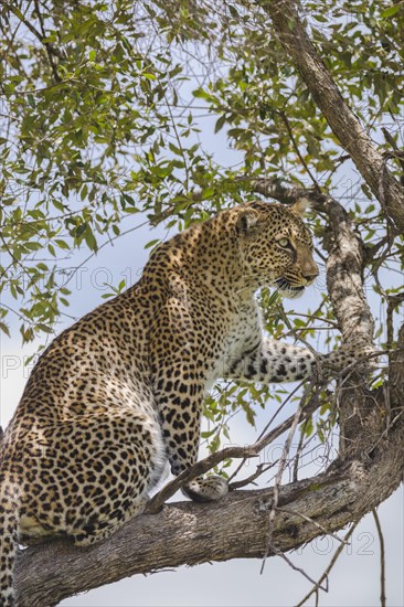 Leopard (Panthera pardus)