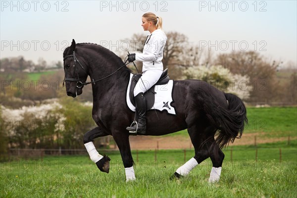 Friesian or Frisian horse