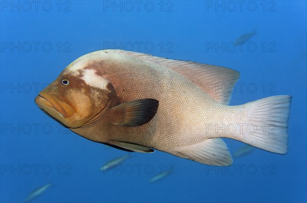 Redmouth grouper (Aethaloperca rogaa)