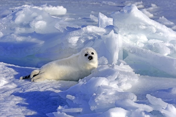 Harp Seal or Saddleback Seal (Pagophilus groenlandicus