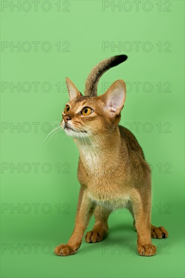 Abyssinian cat