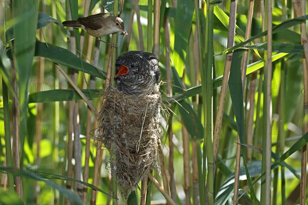 Cuckoo (Cuculus canorus)