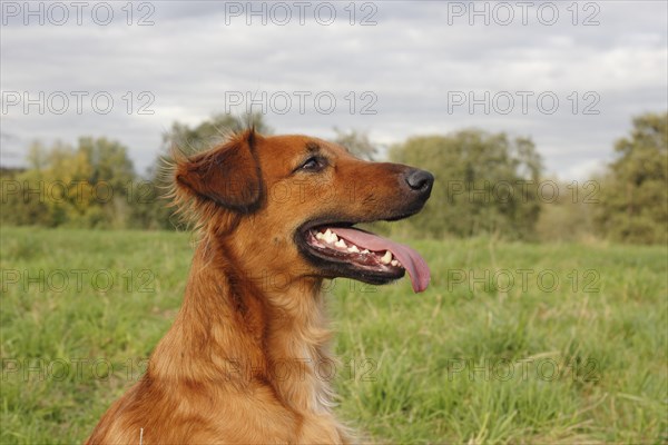 Collie Podenco mix