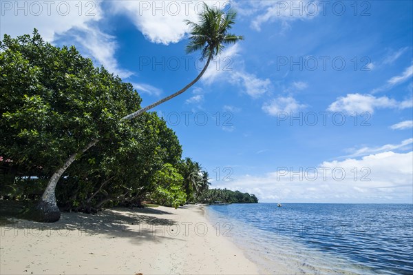 White sand beach and palm trees