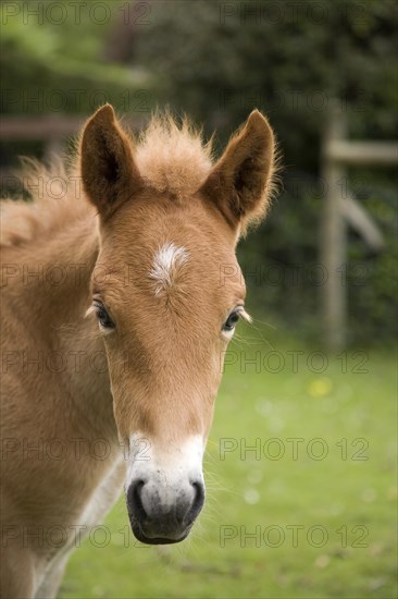 New Forest Pony