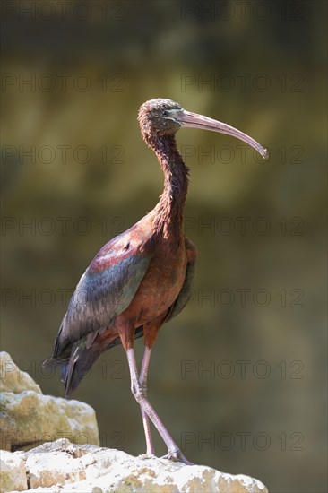 Glossy Ibis (Plegadis falcinellus)