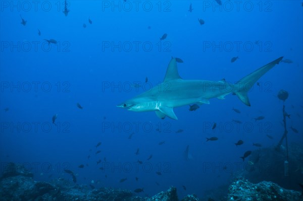 Scalloped Hammerhead (Sphyrna lewini)