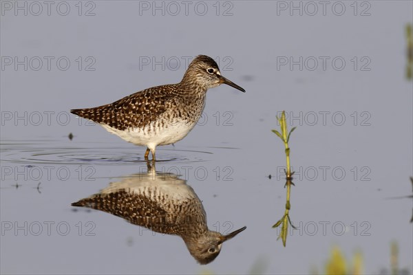 Wood Sandpiper (Tringa glareola)