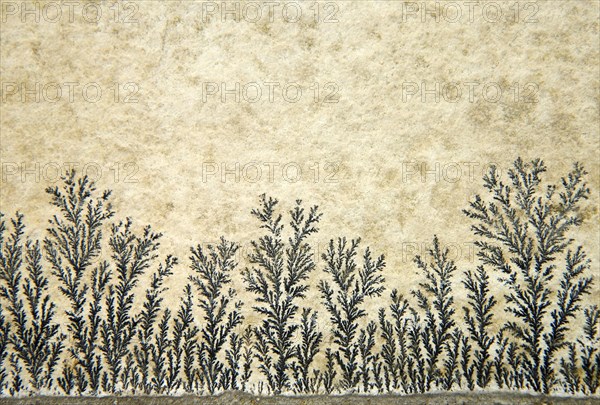 Dendrites in slabs of Solnhofen slate