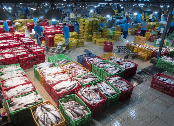 Different varieties of fish in plastic baskets with ice