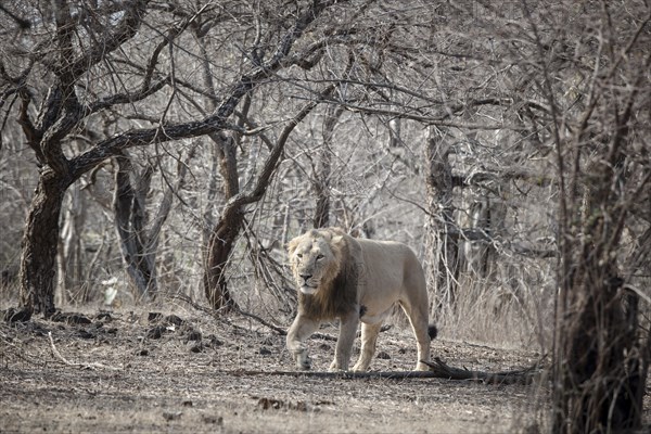 Asiatic lion (Panthera leo persica)