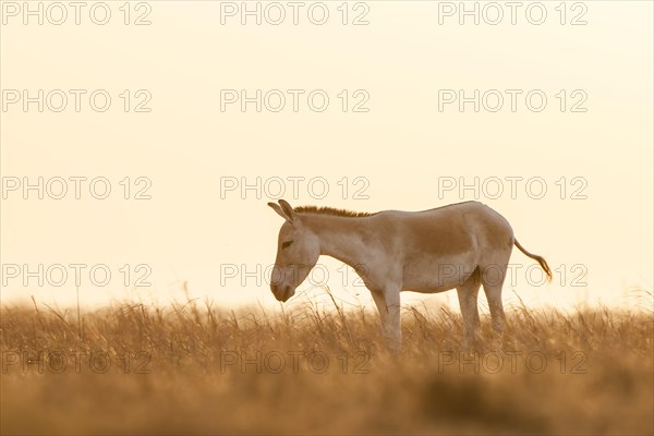 Onager or Asiatic wild ass (Equus hemionus)