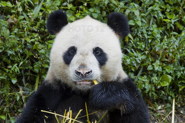 Giant Panda (Ailuropoda melanoleuca) adult