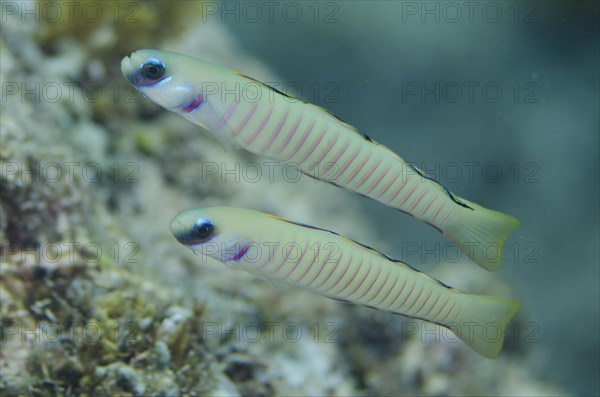 Zebra Dartfish (Ptereleotris zebra)