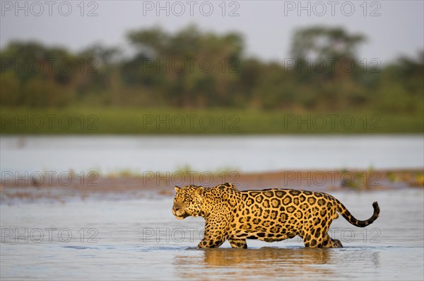 Jaguar (Panthera onca palustris) adult