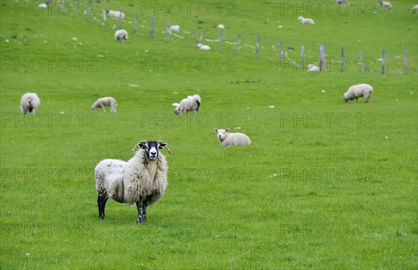 Sheep grazing in a meadow in the Highlands