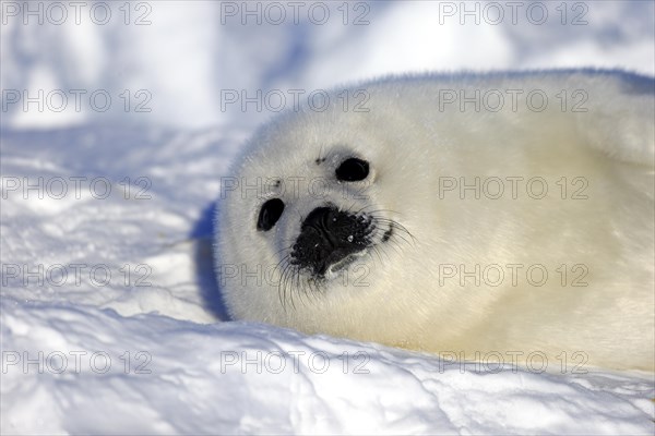 Harp Seal or Saddleback Seal (Pagophilus groenlandicus