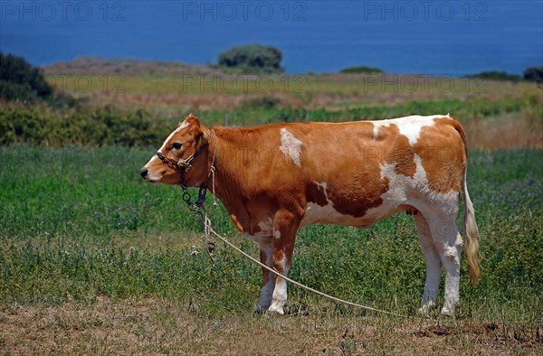 Cow tied to a rope