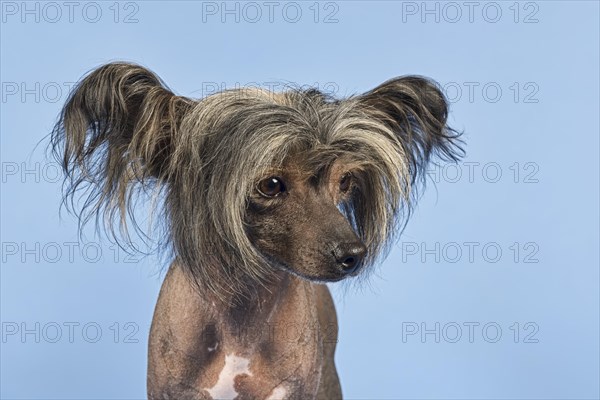 Chinese Crested Dog