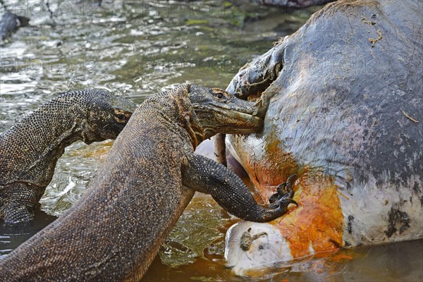 Komodo Dragons (Varanus komodoensis) feeding on the carcass of a wild buffalo that died in the mangrove area