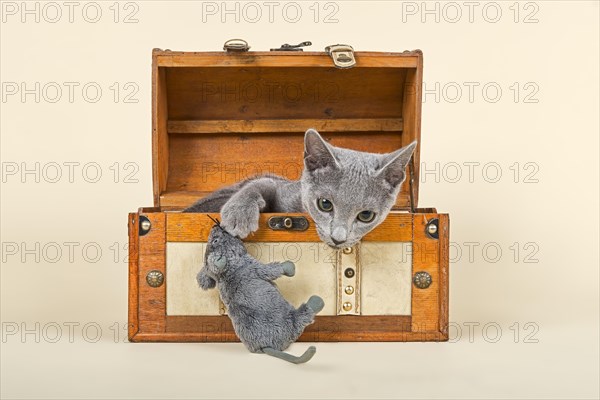 Russian Blue kitten