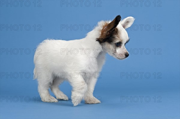 Chinese Crested Dog