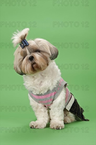 Shih-Tzu dog