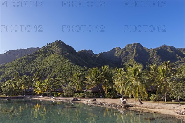 Palm grove in the lagoon