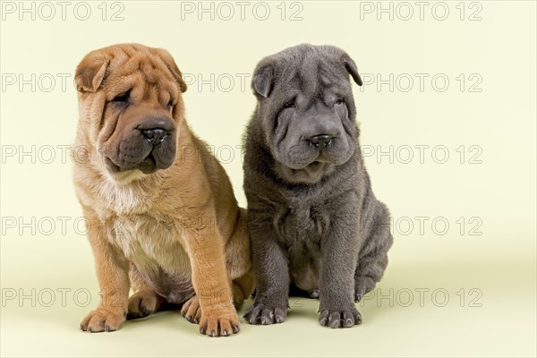 Shar Pei puppies