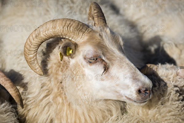 Sheep with ear tag